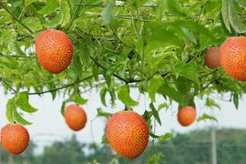Sau xoài hạt lép đến gấc và chuối lần đầu tiên xuất sang Hàn Quốc mở ra nhiều triển vọng cho ngành rau quả