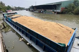 Khó bảo đảm thời gian “vàng” cho hạt lúa tại đồng bằng sông Cửu Long