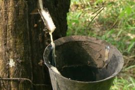Giá cao su thế giới tăng 9 phiên liên tiếp đạt “đỉnh” 13 năm