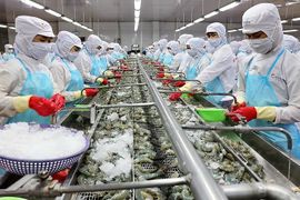 Xuất khẩu tôm sang Trung Quốc và Mỹ tăng mạnh, ngành tôm kỳ vọng sớm trở lại đường đua tăng trưởng