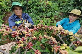 Một mình một chợ, giá cà phê Việt Nam sắp chạm mốc lịch sử 100.000 đồng/kg