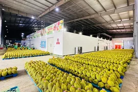 Nghị định thư sầu riêng đông lạnh được phê duyệt sẽ thúc đẩy kim ngạch xuất khẩu sang Trung Quốc tăng lên