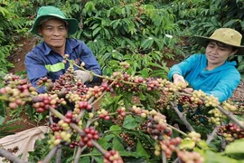 Hạn hán nghiêm trọng đe dọa vị trí số 1 về xuất khẩu cà phê Robusta của Việt Nam