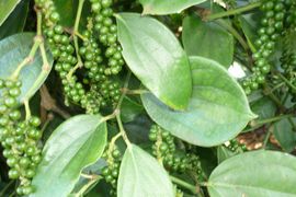 Liên tục phá bỏ các đỉnh giá, giá hạt tiêu sắp cán mốc 100.000 đồng/kg
