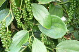 Liên tục phá bỏ các đỉnh giá, giá hạt tiêu sắp cán mốc 100.000 đồng/kg