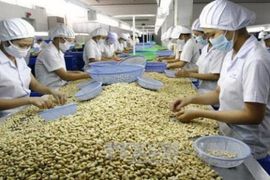 Xuất khẩu hạt điều lấy lại đà tăng trưởng, giá xuất khẩu có thể tăng lên 10%