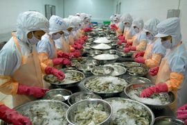 Trung Quốc tăng nhập khẩu tôm Việt Nam, giảm nhập từ Ecuador