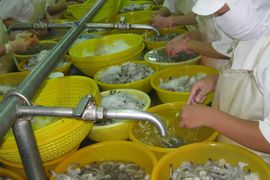 Tôm Việt Nam trước cơ hội cạnh tranh công bằng với các thị trường khác khi xuất vào Mỹ