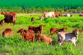 Dù tỷ phú Trần Bá Dương nói "HAGL Agrico chỉ còn xương thôi", cổ phiếu HNG vẫn bất ngờ kịch trần, nhập cuộc đua với HAG