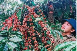 Sự bội tín trong thương mại và điều kiện thanh khoản làm khó doanh nghiệp ngành hàng cà phê
