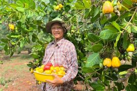 Xuất khẩu hạt điều sẽ tăng trưởng trong quý II/2024