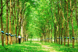 Thời tiết bất lợi khiến nguồn cung khan hiếm và giá dầu tăng đẩy giá cao su tự nhiên tăng cao