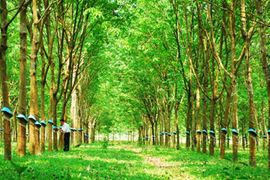 Thời tiết bất lợi khiến nguồn cung khan hiếm và giá dầu tăng đẩy giá cao su tự nhiên tăng cao