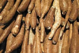 Xuất khẩu sắn và sản phẩm sắn giảm mạnh nhất kể từ đầu năm