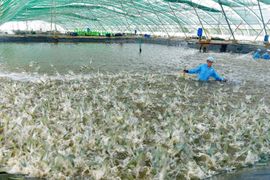 Mặt hàng top 3 thế giới của Việt Nam: Thu gần 4 tỷ USD trong 5 tháng đầu năm - Mỹ, Nhật Bản mạnh tay săn lùng