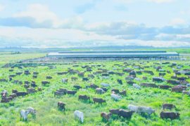 Công ty nông nghiệp của ông Trần Bá Dương lần đầu báo lãi sau 2 năm lỗ nặng