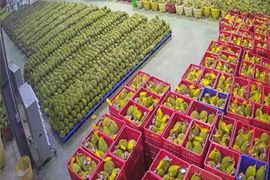 Nghị định thư xuất khẩu sầu riêng đông lạnh được ký, kim ngạch xuất khẩu sầu riêng sẽ tăng thêm 300 triệu USD