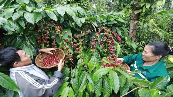 Nhu cầu tăng đẩy giá cà phê xuất khẩu tăng gần 10%