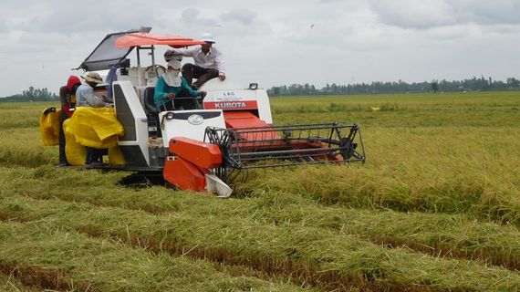 Ấn Độ vẫn hạn chế xuất khẩu, Bulog sẽ mua thêm 2 triệu tấn gạo