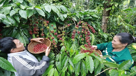 Giá cà phê Việt Nam sẽ đắt nhất thế giới