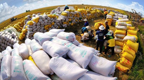 RiceGrower Việt Nam bán 80 ngàn tấn gạo Thu Đông cho Bulog