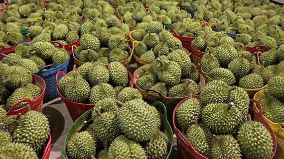 Sầu riêng trồng xen sẽ không được cấp mã số vùng trồng xuất khẩu sang Trung Quốc