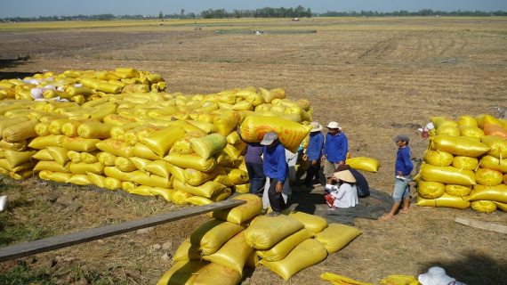 Chấm dứt tình trạng bỏ cọc, cần đưa thương lái vào trong chuỗi giá trị ngành lúa, gạo