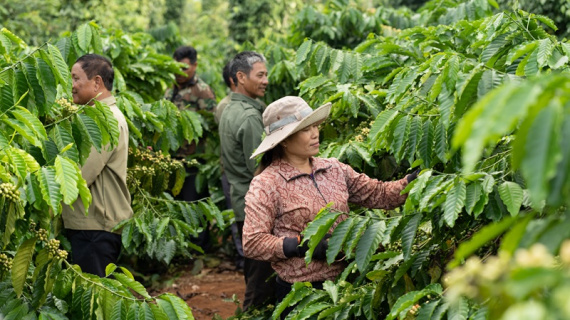 Giá cà phê tăng cao, doanh nghiệp càng bán càng lỗ