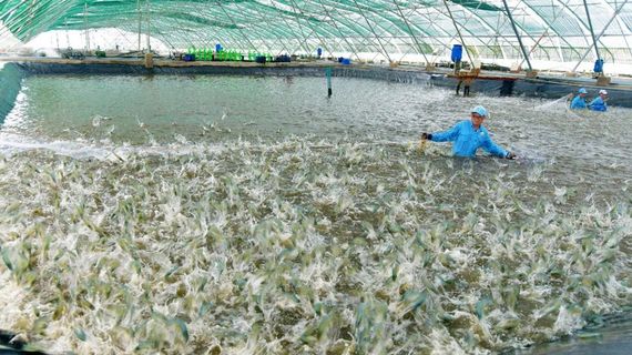 Mặt hàng top 3 thế giới của Việt Nam: Thu gần 4 tỷ USD trong 5 tháng đầu năm - Mỹ, Nhật Bản mạnh tay săn lùng
