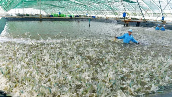 Mặt hàng top 3 thế giới của Việt Nam: Thu gần 4 tỷ USD trong 5 tháng đầu năm - Mỹ, Nhật Bản mạnh tay săn lùng