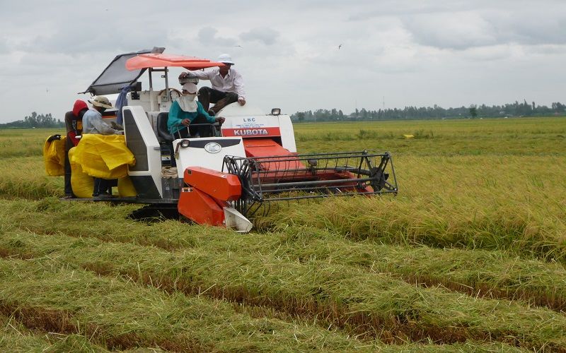 Đến ngày 12/10/2023 lúa Thu Đông đã thu hoạch được 242.599 ha, chiếm 28,3% diện tích xuống giống.