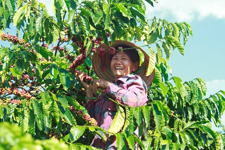 Sau hơn 20 năm, giá cà phê xuất khẩu đã tăng 10 lần, sản lượng cà phê niên vụ mới tiếp tục giảm
